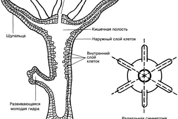 Блекспрут нет